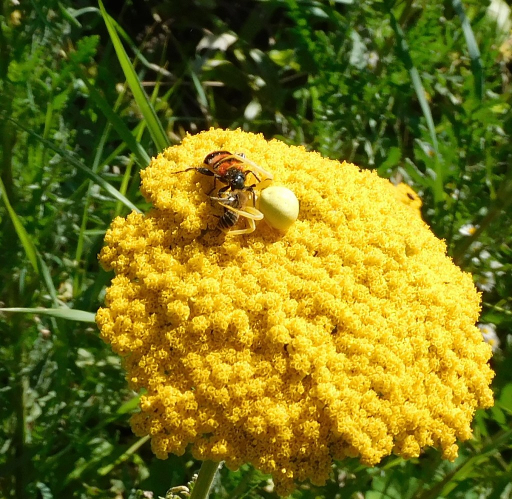 BienenkäferKrabbenspinne5